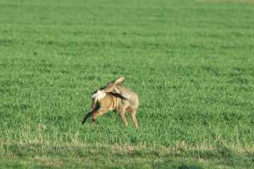 Rehwild im Frühjahr