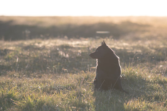 Black schipperke dog in sunset