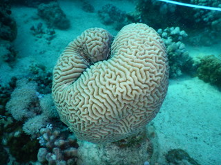 Coral reefs, Acropora, Millipora