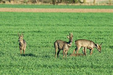 Rehwild im Frühjahr