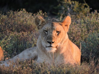 Lion in the early morning light