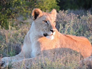 Lion in the early morning light