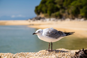 Abel Tasman