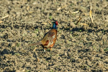 Fasan in freier Natur