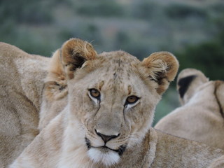 portrait of a lion