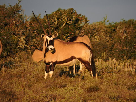 Oryx in the morning light