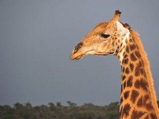 Obraz premium giraffe in the wild