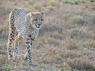 cheetah in the grass