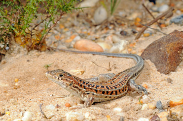 Europäischer Fransenfinger (Acanthodactylus erythrurus) Donana, Spanien spiny-footed lizard...