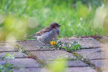 Vogelwelt im Garten