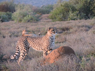 cheetah in serengeti