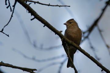 pinson des arbres 
