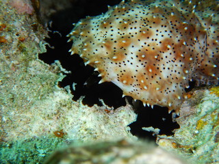 Naklejka na ściany i meble sea cucumber, echinoderms, Holothuroidea
