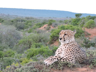 cheetah in the savannah