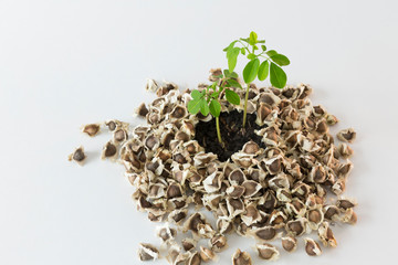 Small Moringa tree and seeds on a white background - Moringa oleifera