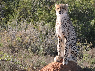 cheetah in serengeti