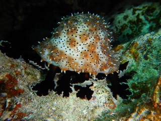 sea cucumber,  echinoderms,  Holothuroidea