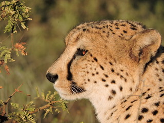 Cheetah face side profile