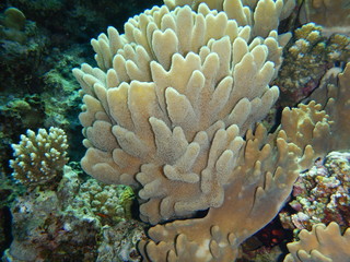 Naklejka na ściany i meble Soft Corals