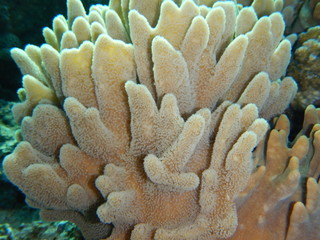 Naklejka na ściany i meble Soft Corals