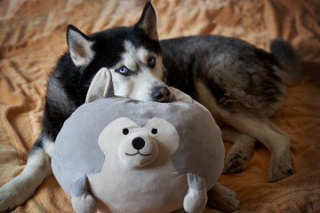 Siberian Husky sleeps with his favorite Husky toy. The concept of love of pets for toys.