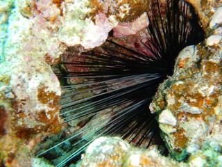 Sea Urchin in red sea Egypt 