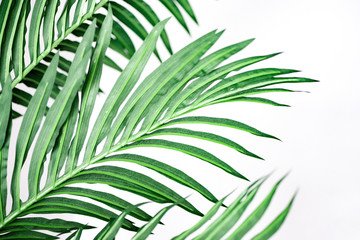 green tropical palm leaves on white background