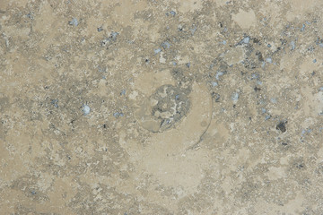 Brown Jura Gelb Marble Slab with a Pattern of Frozen Ancient Animals