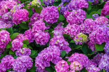 Flower bed with beautiful hydrangea flowers close up