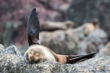 Seals