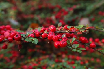 Red berries on a branch
