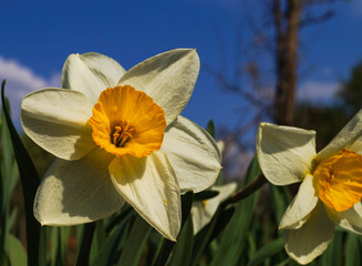 Beautiful spring flowers daffodils on a background of blue sky