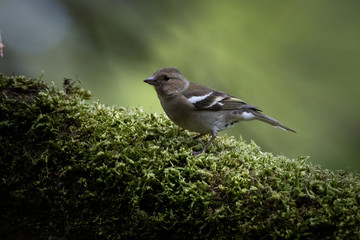 pinson des arbres 