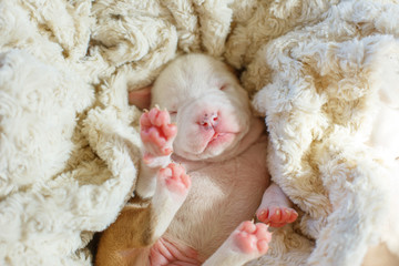 newborn blind puppies lie on a blanket in a basket