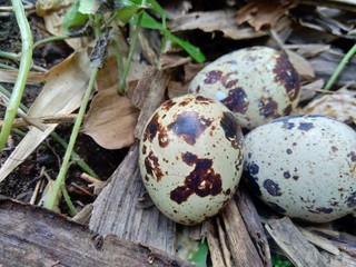 Quail eggs on the nature with a natural background. On nature, quail maximal only has three eggs.