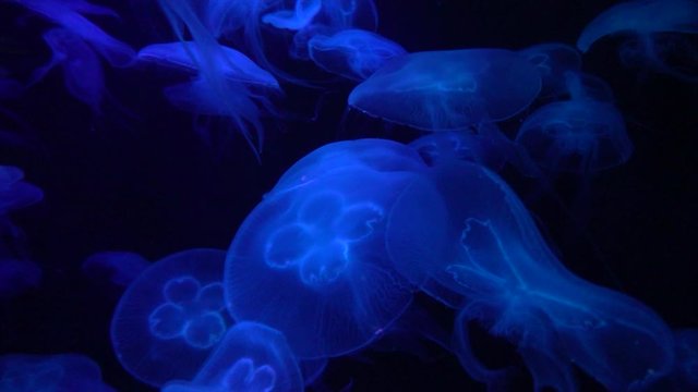 Beautiful jellyfish nature