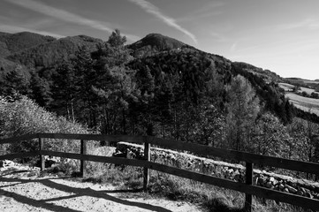Around Rytro