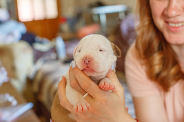 newborn blind puppies lie on a blanket in a basket
