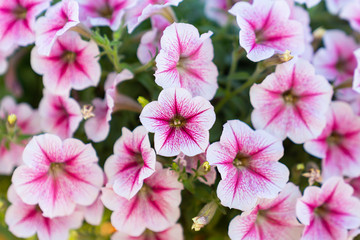 Beautiful orchid flower in the garden.