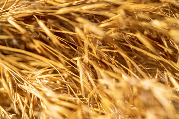 dry reeds close-up. Natural abstract background.