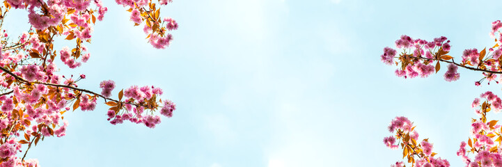 Beautiful Pink Sakura flowers, cherry blossom during springtime against blue sky, banner size