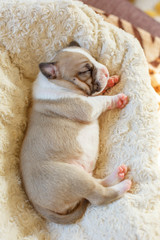 newborn blind puppies lie on a blanket in a basket