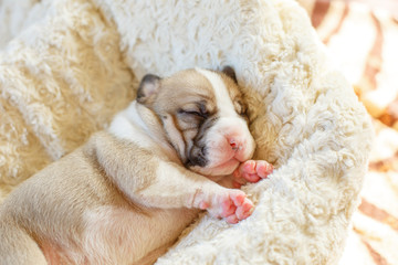 newborn blind puppies lie on a blanket in a basket