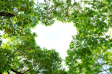 ホワイトスペース