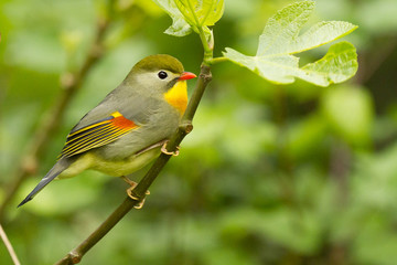 Ruiseñor del japón (Leiothrix lutea), ave con garganta amarilla y pico rojizo con fondo verde.