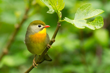 	Ruiseñor del japón (leiothrix lutea), ave exótica con garganta amarilla sobre la rama con fondo verde.