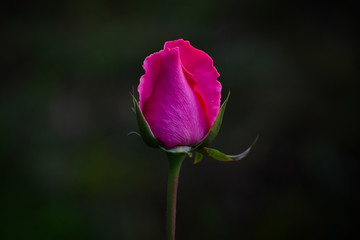 Selective focus on a fresh rose buds with background blear