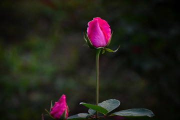 Selective focus on a fresh rose buds with background blear