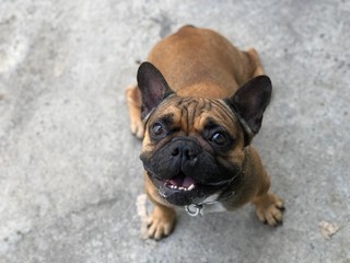 Adorable French bulldog puppy stay still and calm on cement floor, cute dog.