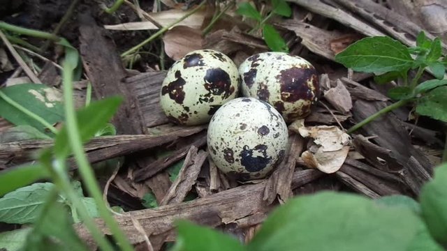 Quail eggs on the nature with a natural background. On nature, quail maximal only has three eggs.